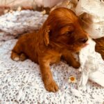 Doris-female-cockapoo-puppy-for-sale- (1)