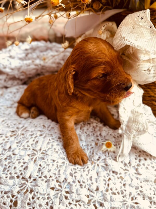 Doris Cockapoo Doris Cockapoo