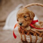 Doris-female-cockapoo-puppy-for-sale- (2)