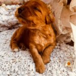 Doris-female-cockapoo-puppy-for-sale- (2)
