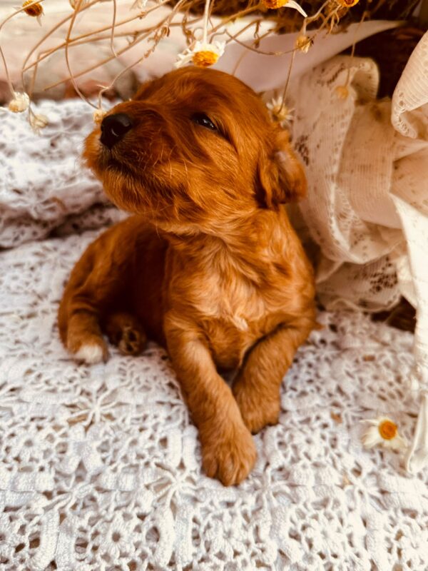 Doris Cockapoo Doris Cockapoo