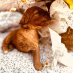 Doris-female-cockapoo-puppy-for-sale- (3)