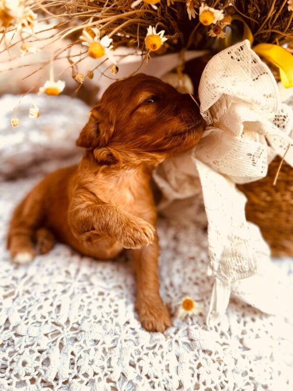 Doris Cockapoo Doris Cockapoo