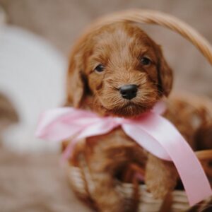 Dorothy Cockapoo Dorothy Cockapoo