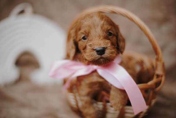 Dorothy Cockapoo Dorothy Cockapoo