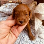 Dorothy-female-cockapoo-puppy-for-sale- (1)