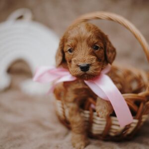 Dorothy Cockapoo Dorothy Cockapoo