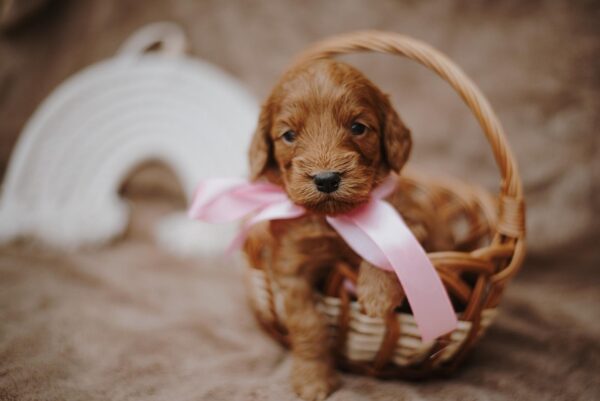 Dorothy Cockapoo Dorothy Cockapoo