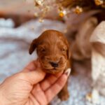 Dorothy-female-cockapoo-puppy-for-sale- (2)