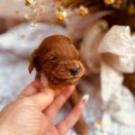 Dorothy-female-cockapoo-puppy-for-sale- (3)