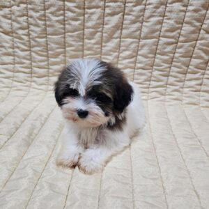Duke Havanese Duke Havanese