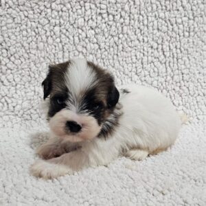 Duke Havanese Duke Havanese