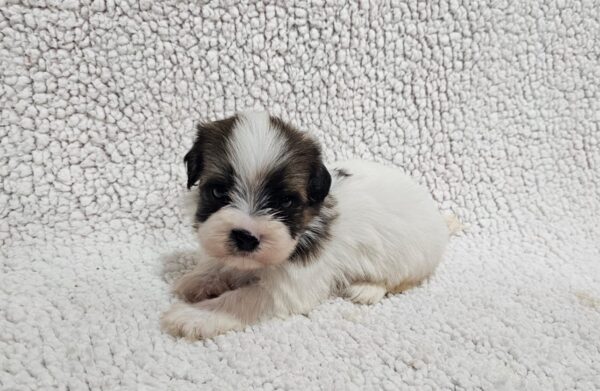 Duke Havanese Duke Havanese