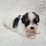 Duke-male-havanese-puppy-for-sale- (2)
