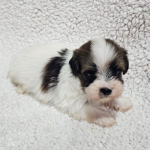 Duke Havanese Duke Havanese