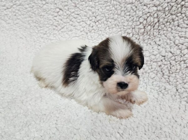 Duke Havanese Duke Havanese