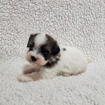 Duke-male-havanese-puppy-for-sale- (3)