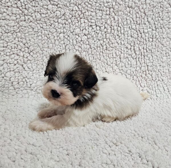Duke Havanese Duke Havanese