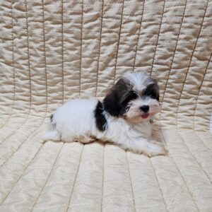 Duke Havanese Duke Havanese