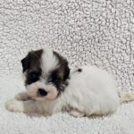 Duke-male-havanese-puppy-for-sale- (4)
