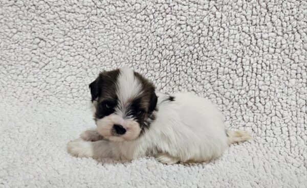 Duke Havanese Duke Havanese