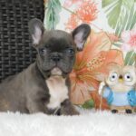 Echo-female-french-bulldog-puppy-for-sale- (1)