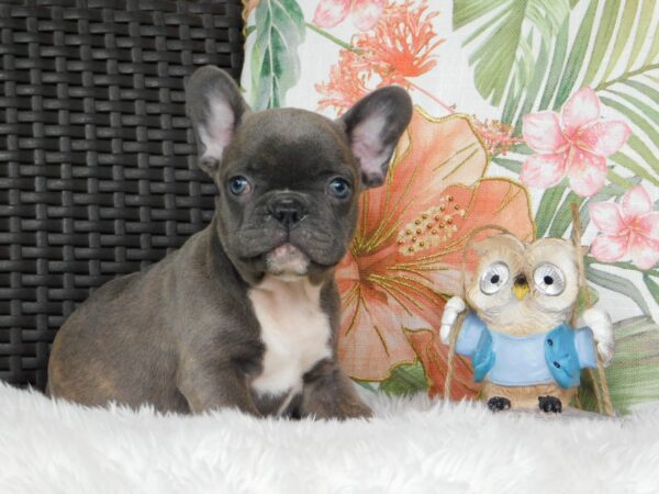 Echo French Bulldog Echo French Bulldog