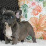 Echo-female-french-bulldog-puppy-for-sale- (2)