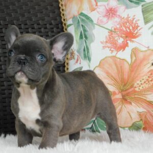 Echo French Bulldog Echo French Bulldog
