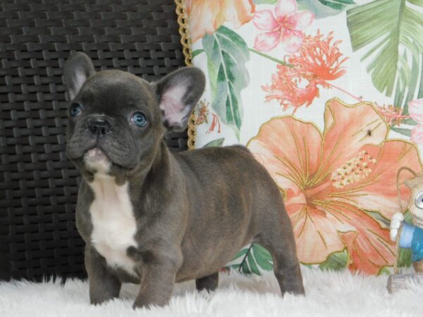 Echo French Bulldog Echo French Bulldog