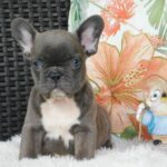 Echo-female-french-bulldog-puppy-for-sale- (3)