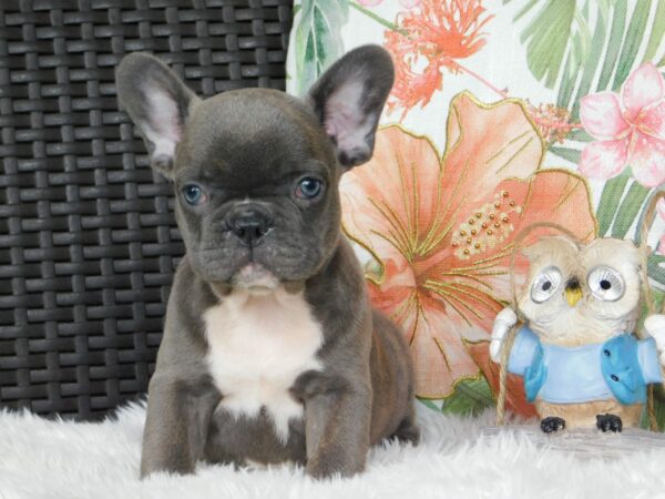 Echo French Bulldog Echo French Bulldog