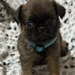Fafik-male-brabant-griffon-puppy-for-sale-1 (1)