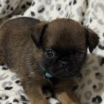 Fafik-male-brabant-griffon-puppy-for-sale-1 (2)
