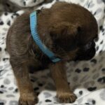 Fafik-male-brabant-griffon-puppy-for-sale-1 (4)
