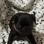 Felika-female-brabant-griffon-puppy-for-sale-1 (1)
