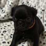Felika-female-brabant-griffon-puppy-for-sale-1 (2)