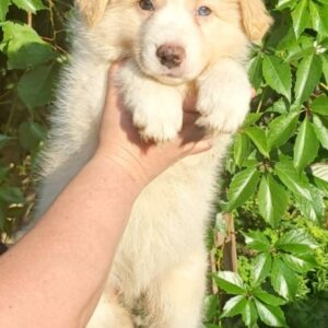 Fenix Border Collie Fenix Border Collie