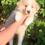 Fenix-male-Border-Collie-puppy-for-sale-2