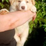 Fenix-male-Border-Collie-puppy-for-sale-3