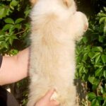 Fenix-male-Border-Collie-puppy-for-sale-4