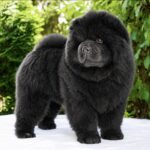 Ferrari-male-Chow-puppy-for sale-1