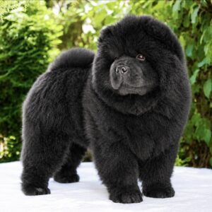 Ferrari Chow-Chow Ferrari Chow-Chow
