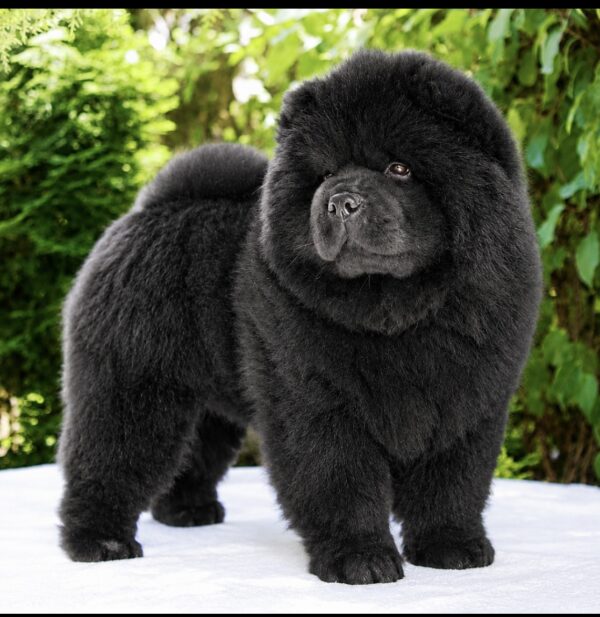 Ferrari Chow-Chow Ferrari Chow-Chow