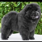 Ferrari-male-Chow-puppy-for sale-2