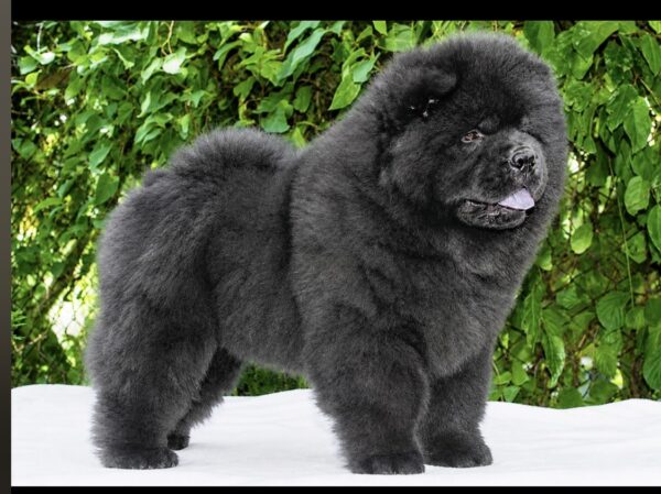 Ferrari Chow-Chow Ferrari Chow-Chow