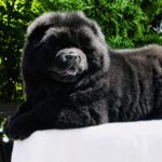 Ferrari-male-Chow-puppy-for sale-3