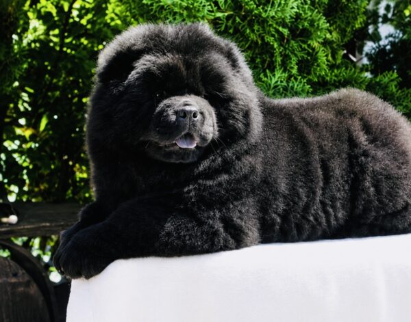 Ferrari Chow-Chow Ferrari Chow-Chow