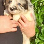 Finley-male-Border-Collie-puppy-for-sale-1