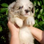 Finley-male-Border-Collie-puppy-for-sale-2